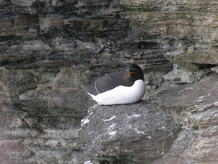 Razorbill - B.jpg - Razorbill - Orkney Islands